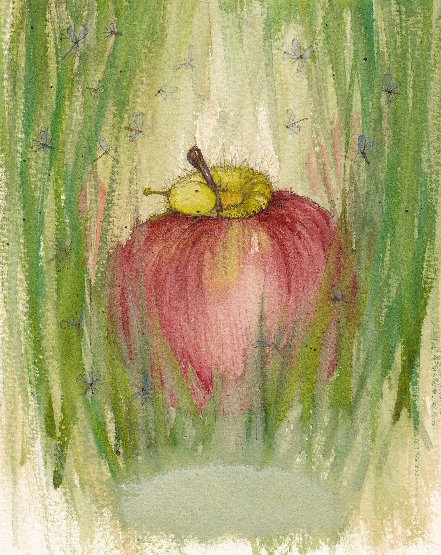 Fran Evans Illustration