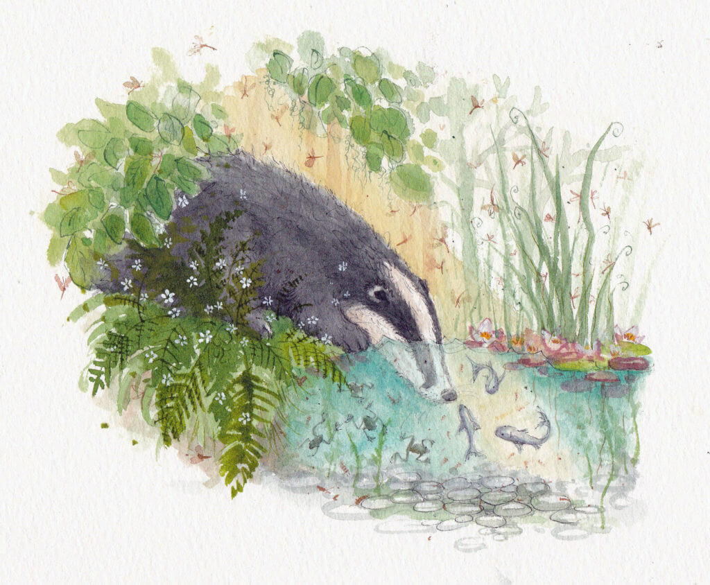 Fran Evans Illustration