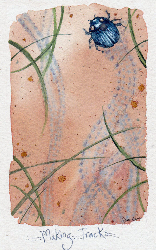 Fran Evans Illustration