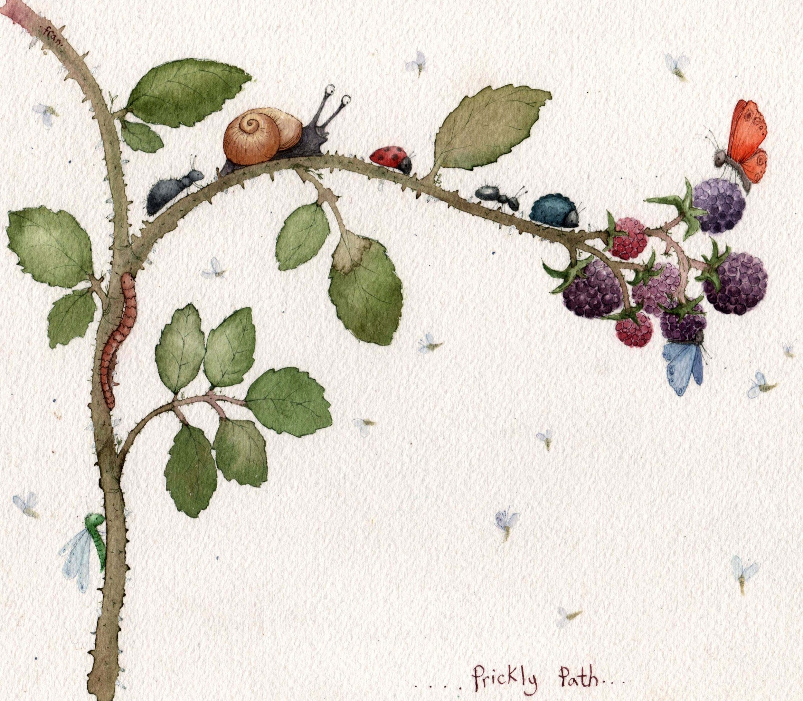 Fran Evans Illustration