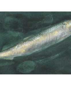 P.28 & P.29 - My River - 150x390mm