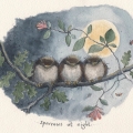 sparrows at night